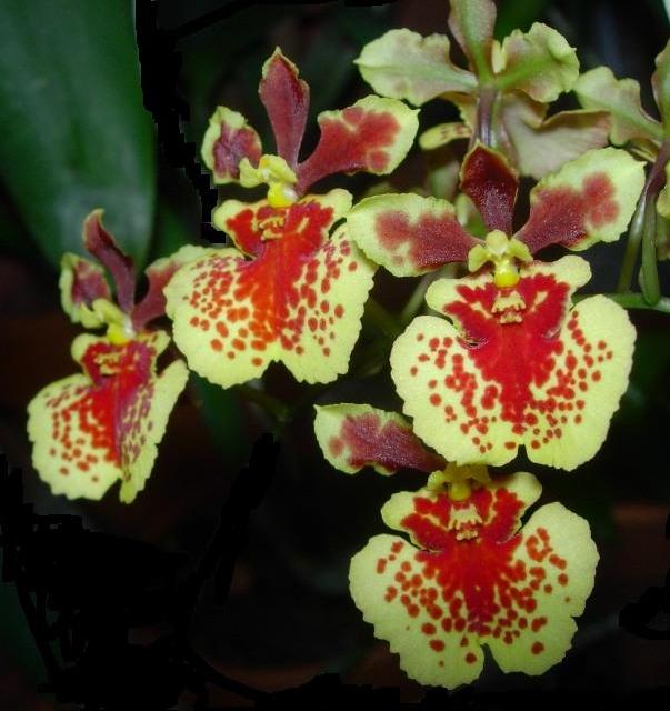 Tolumnia Urophylla-x-Variegata